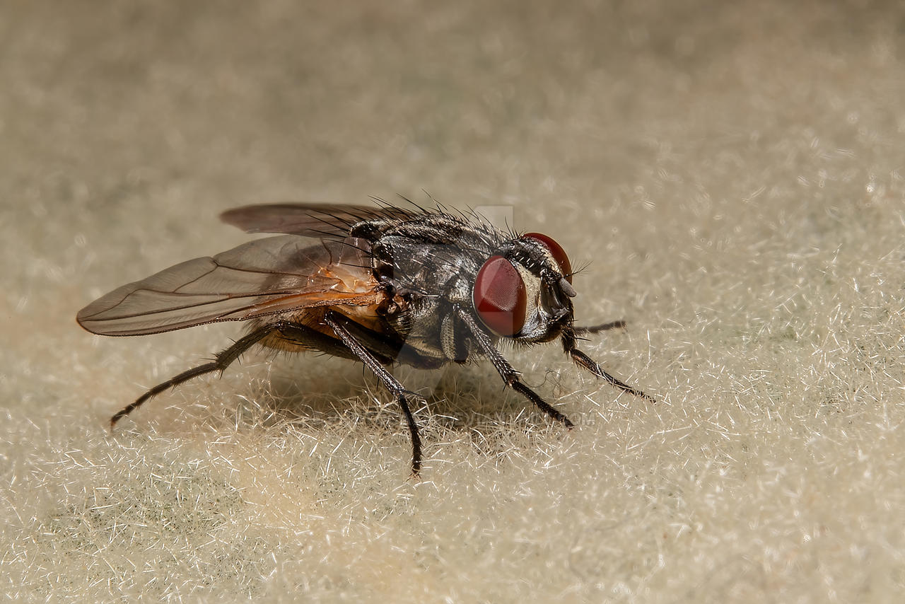 (Journal Review) Dampak Densitas Populasi Larva Dan Tipe Makanan Pada Siklus Hidup Musca domestica (Diptera: Muscidae)