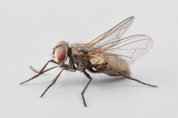 (Journal Review) Rasio Jenis Kelamin Bias-Jantan Meningkatkan Kejadian Bertelur Dan Kebugaran Pada Lalat Rumah Betina Musca domestica 