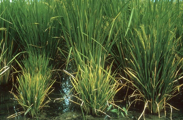 Rice Grassy Stunt Virus (RGSV) – Virus Kerdil Rumput Padi