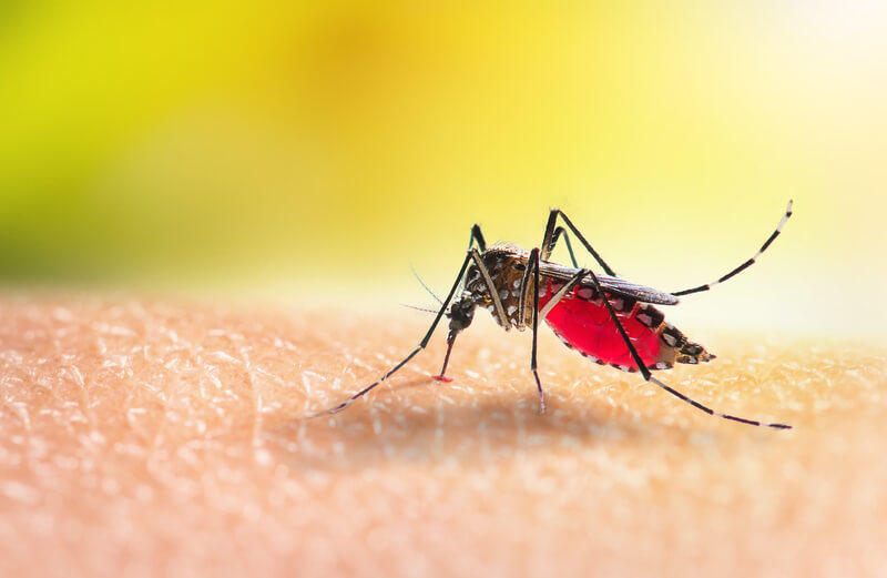 (Journal Review) Korelasi Antara Panjang Sayap Dan Kandungan Protein Pada Nyamuk