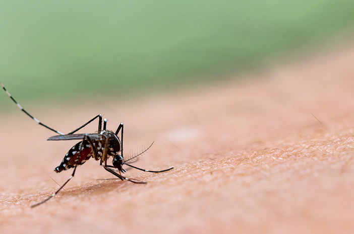 (Journal Review) The Longevity Of Aedes aegypti Mosquitoes Is Determined By Carbohydrate Intake