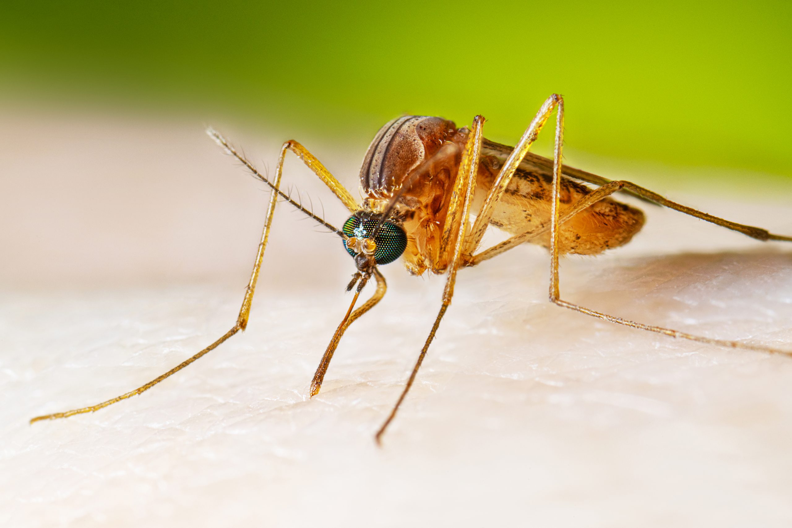 (Journal Review) Amino Acids In Nectar Enhance Longevity Of Female Culex quinquefasciatus mosquitoes