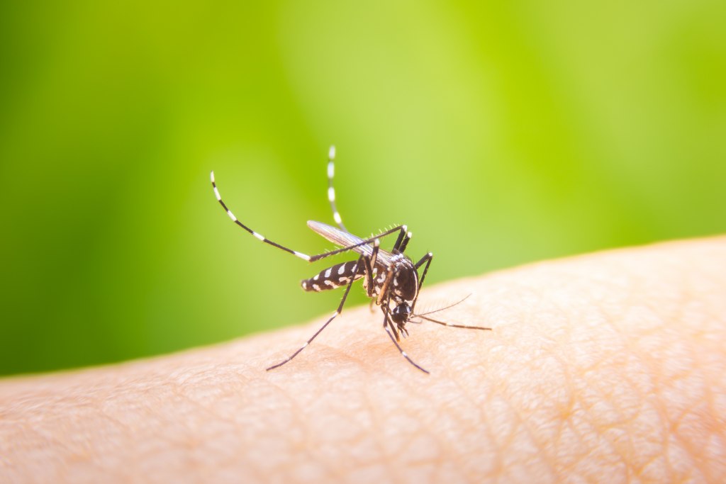 (Journal Review) Pengembangan Alternatif Diet Larva Murah Untuk Pemeliharaan Massal Nyamuk Aedes Aegypti