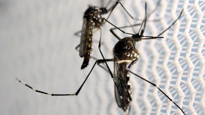 (Journal Review) Sugar And Blood: The Nutritional Priorities Of The Dengue Vector, Aedes aegypti