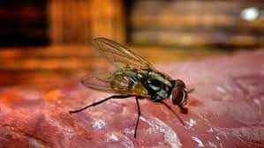 (Journal Review) Pengaruh Lipid Makanan Terhadap Aktivitas Biokimiawi Dan Kebugaran Dari Lalat Rumah Musca domestica L. (Diptera : Muscidae)