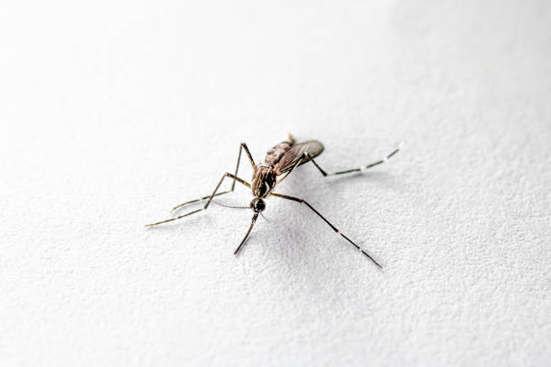 (Journal Review) Memanfaatkan Nutrisi Untuk Pemisahan Jenis Kelamin Pada Spesies Nyamuk Culex quinquefasciatus