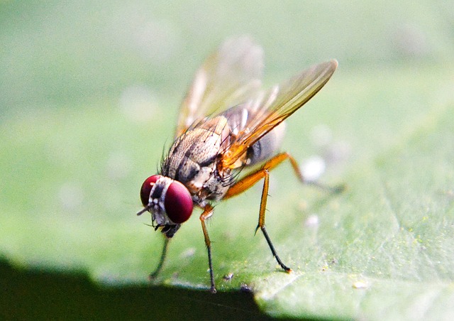(Journal Review) Dampak Diet Dan Kadar Air Terhadap Perkembangan Lalat Musca Domestica (Diptera: Muscidae)