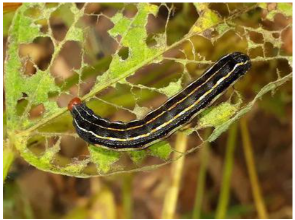 Penemuan Anthranilic Diamides: Insektisida Kelas Baru yang Efektif Membunuh Hama Pertanian