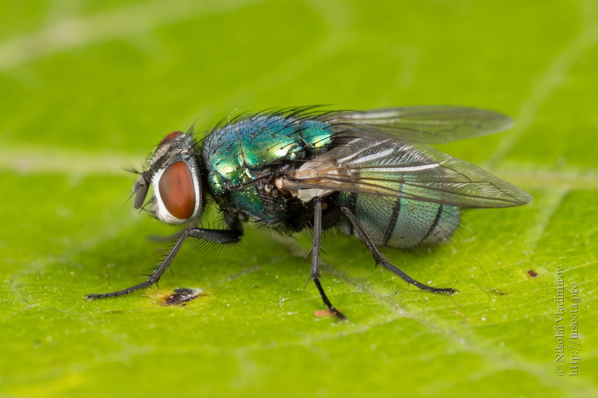 (Journal Review): Penghindaran Oviposisi Lalat Rumah Betina yang Dimediasi oleh Semiokimiawi pada Feses yang Dikolonisasi dengan Jamur Berbahaya
