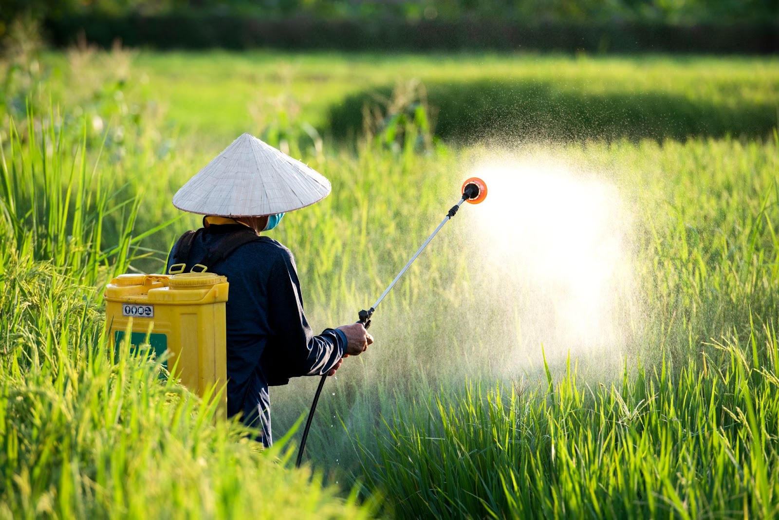 Pentingnya Uji Efikasi Pestisida dalam Pertanian Modern